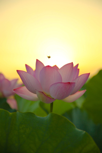 Lotus of the morning