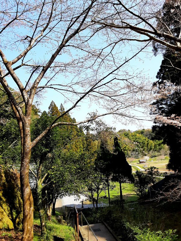 ホキ石仏第1群前の桜の木
