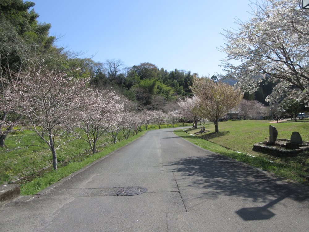 川沿いは桜の小路