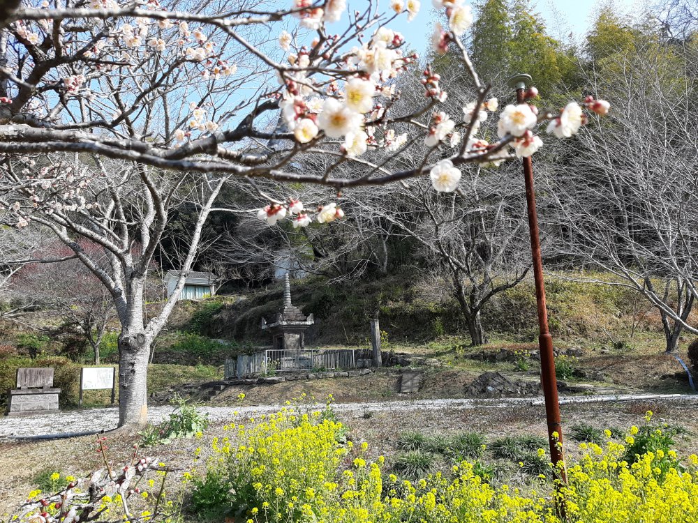 梅の香が漂う満月寺周辺