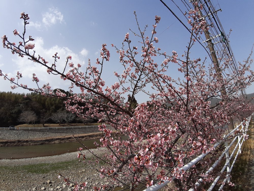 暖かな風に揺れる河津桜