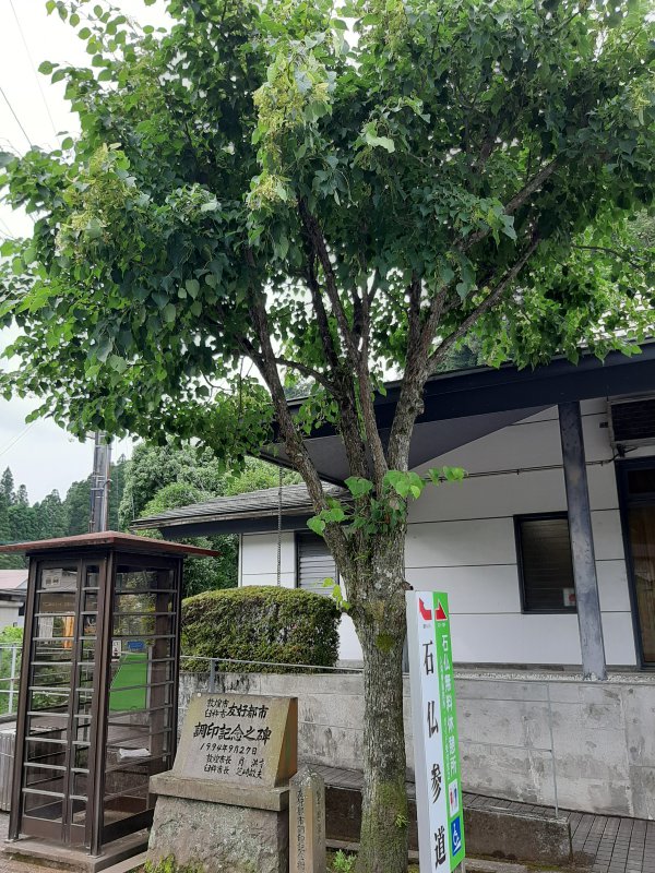 事務所前の菩提樹
