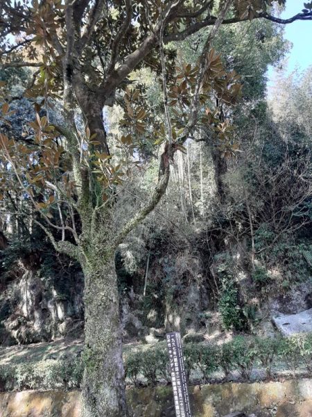 参道の「タイサンボク」の木