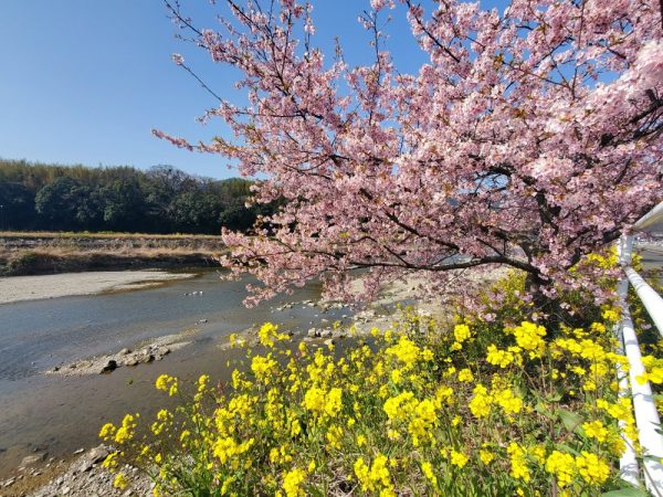 河津桜＆菜の花