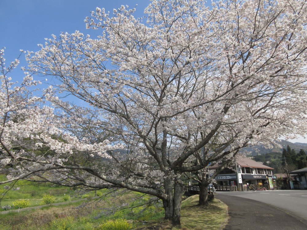 石仏入口の桜も満開