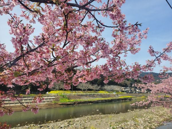 河津桜と川　菜の花
