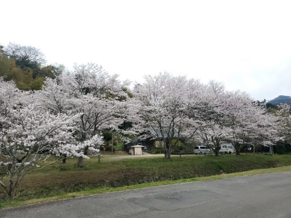 桜満月寺