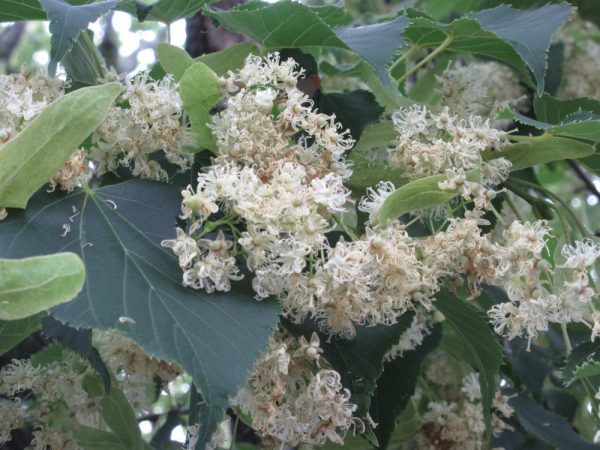 菩提樹の花