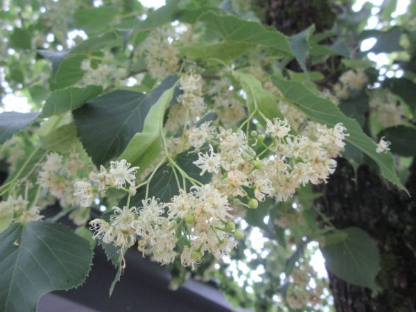菩提樹の花