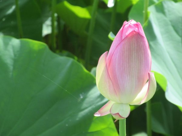 蓮　蕾