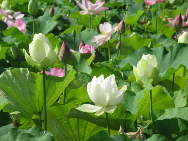 沙羅