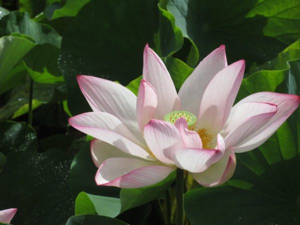 蓮