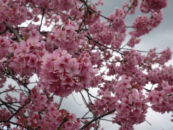 河津桜