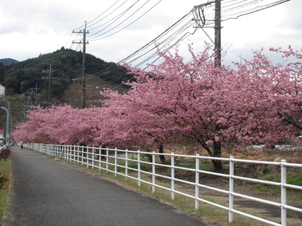 河津桜