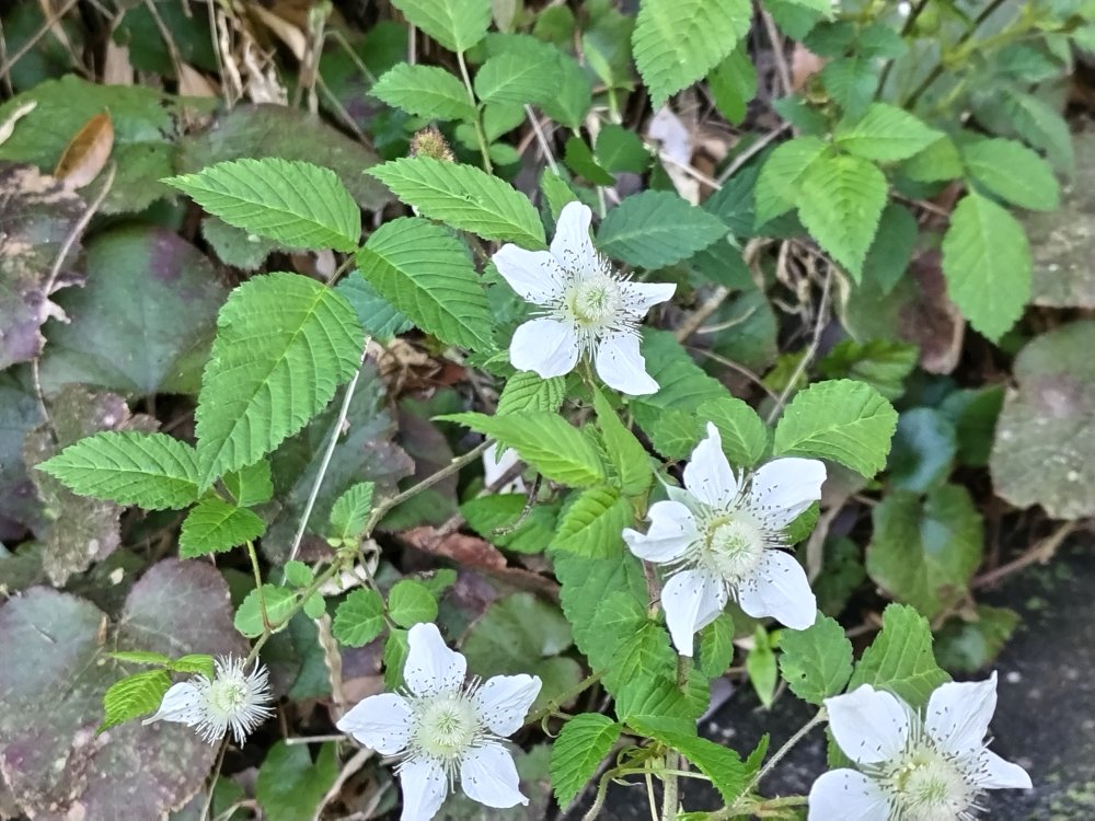 可愛らしい野イチゴの花