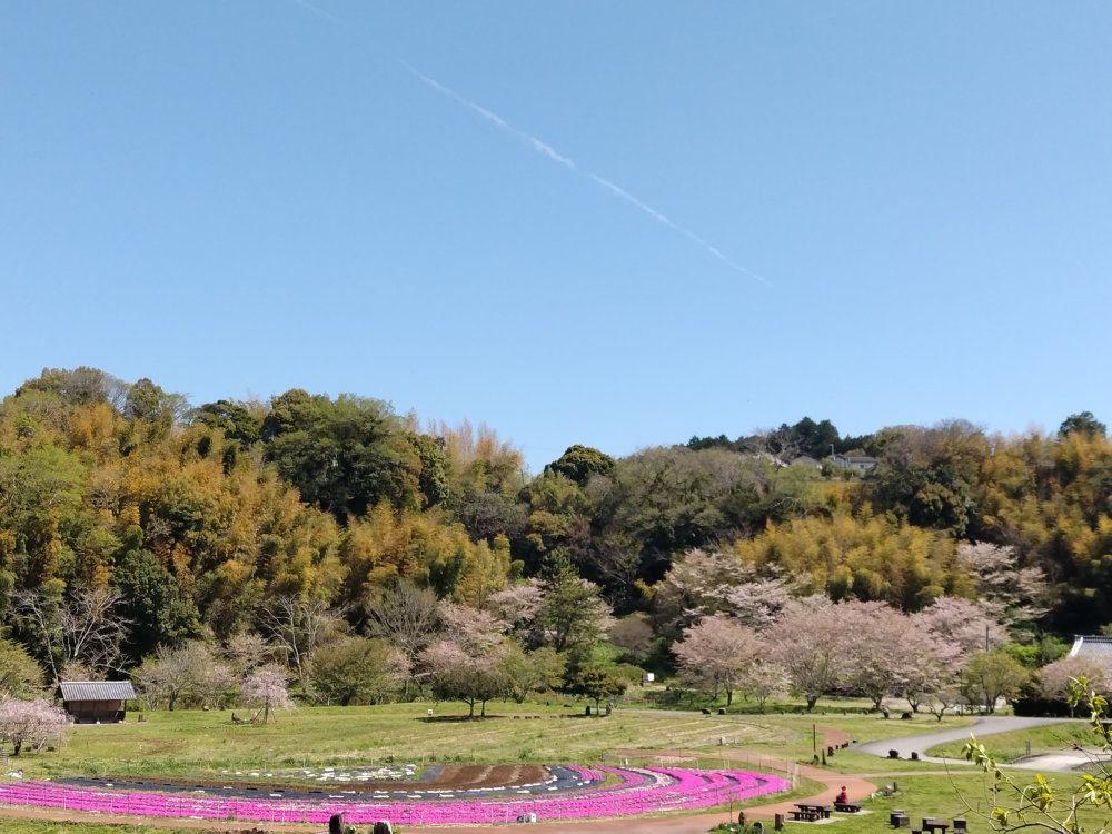仁王さま(金剛力士立像)もこの景色を愉しんでおられるのでしょうか?