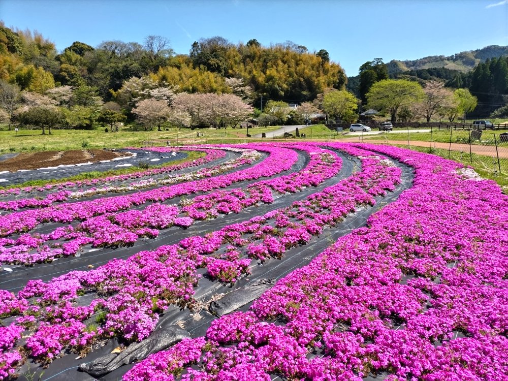 鮮やかに咲き広がる芝桜