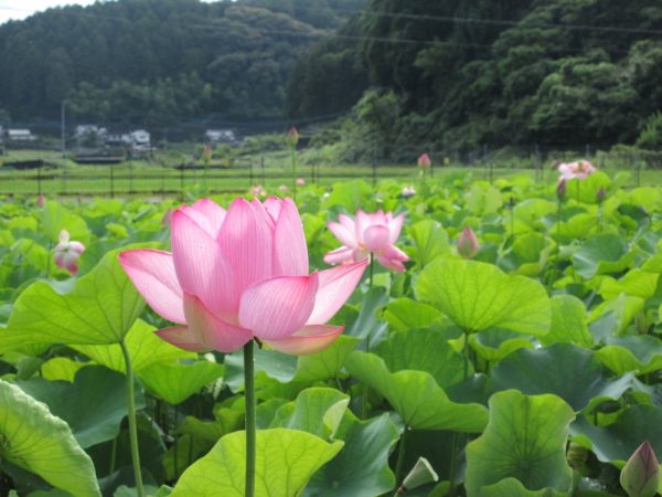 はす