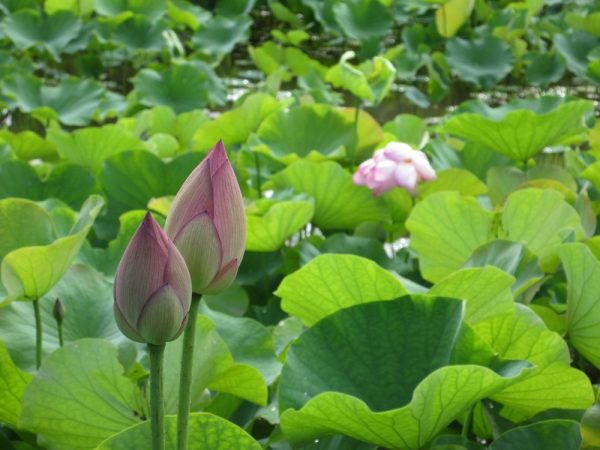 蕾