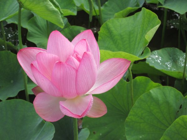 はす