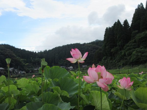 開花が進んでいる部分