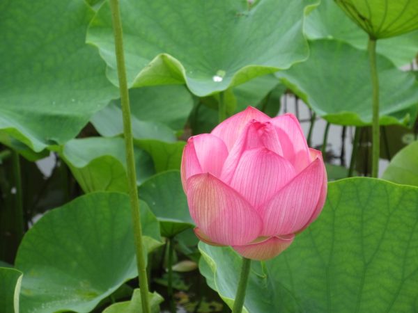 蓮