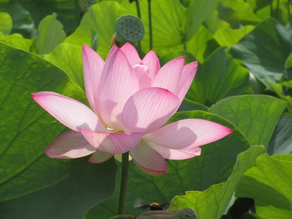 蓮