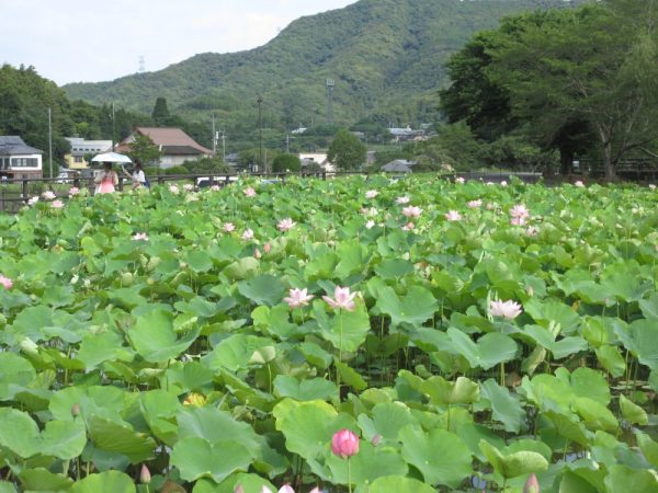 蓮全景