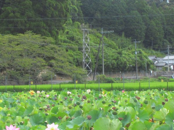 畑A、終わりかけの半面